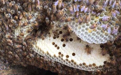生日問題公式 蜜蜂來家裡築巢
